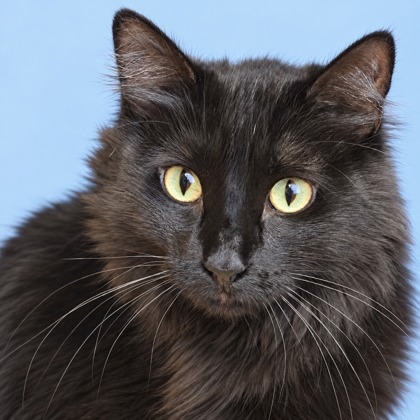 CAPRISUN - Domestic Shorthair / Mix available for adoption
