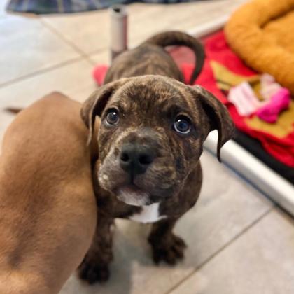 ANGUS - Pit Bull Terrier / Mix available for adoption