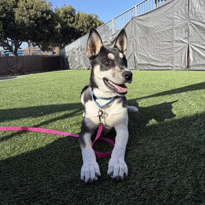 HERA - Siberian Husky / Mix available for adoption