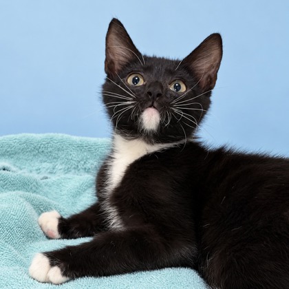 BUCKO - Domestic Shorthair / Mix available for adoption