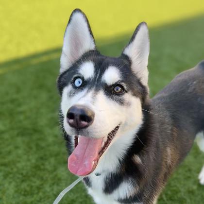 ASPEN - Siberian Husky / Mix available for adoption