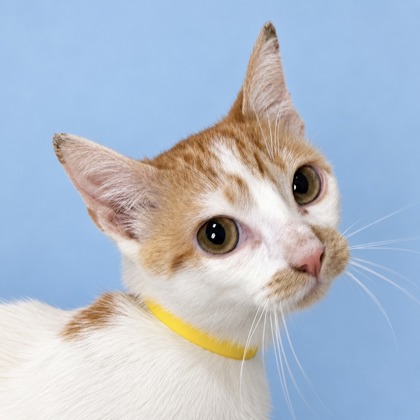 BELLE - Domestic Shorthair / Mix available for adoption