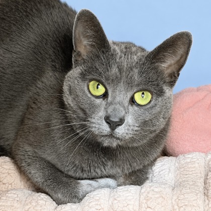 BUSYA - Domestic Shorthair / Mix available for adoption