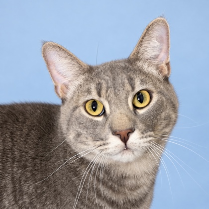 EDDIE - Domestic Shorthair / Mix available for adoption