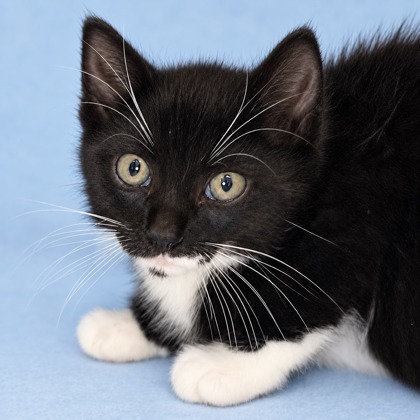 BEAST - Domestic Shorthair / Mix available for adoption