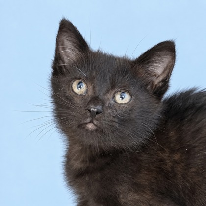 MO - Domestic Shorthair / Mix for adoption in San Francisco