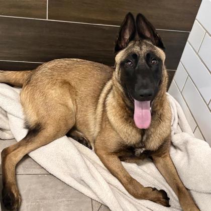 ILIA MALINOIS - Belgian Malinois / Mix available for adoption