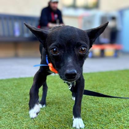 CLOUDY - Short Coat Chihuahua / Mix available for adoption