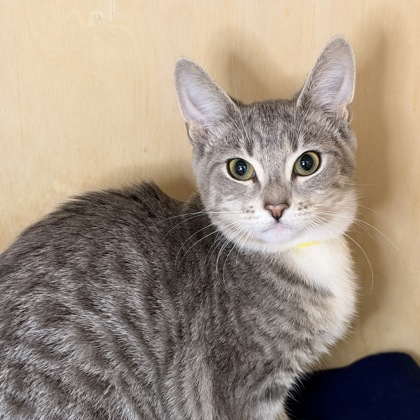 EMBER - Domestic Shorthair / Mix available for adoption