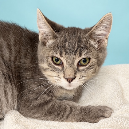 SPOOKY - Domestic Shorthair / Mix available for adoption