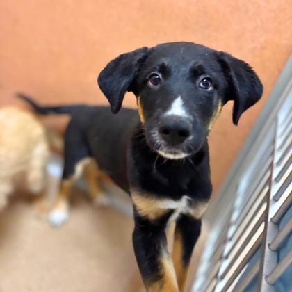 YOGI - Siberian Husky / Mix available for adoption