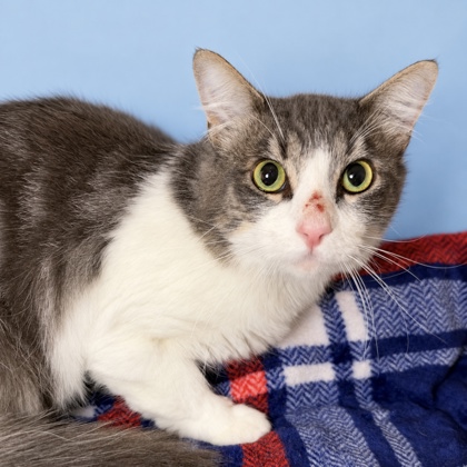 TIM BURTON - Domestic Medium Hair / Mix available for adoption