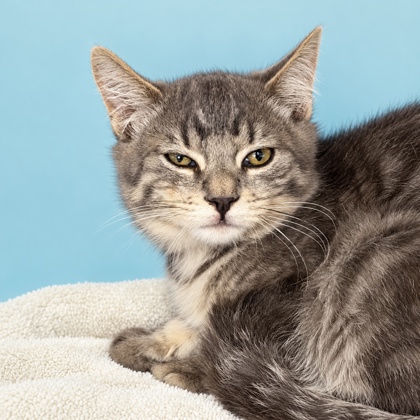 SPIRIT - Domestic Shorthair / Mix available for adoption