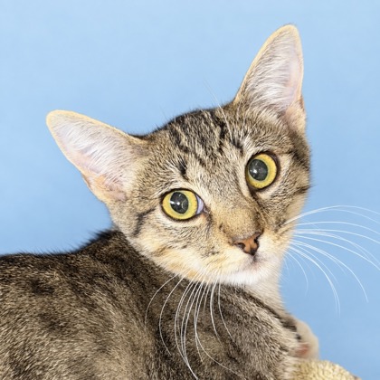 CILANTRO - Domestic Shorthair / Mix available for adoption