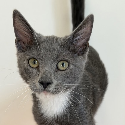 CUARTO - Domestic Shorthair / Mix available for adoption