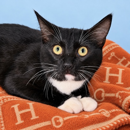 HERMES - Domestic Shorthair / Mix available for adoption