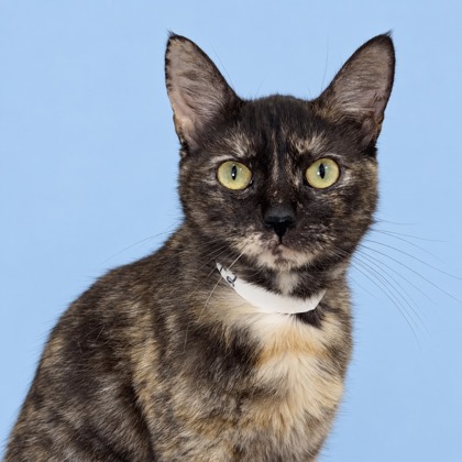 FRIDA - Domestic Shorthair / Mix available for adoption