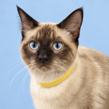 DIEGO - Domestic Shorthair / Mix available for adoption