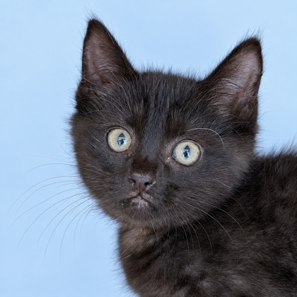 DAISY - Domestic Shorthair / Mix available for adoption