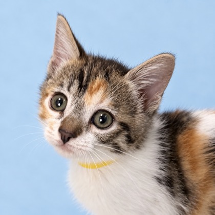 BERLIN - Domestic Shorthair / Mix available for adoption