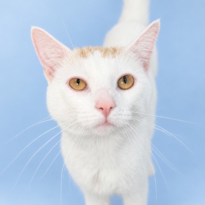 FINN - Domestic Shorthair / Mix available for adoption