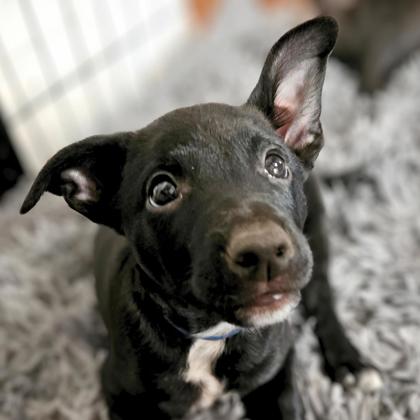 BOOGEY - Short Coat Chihuahua / Mix available for adoption
