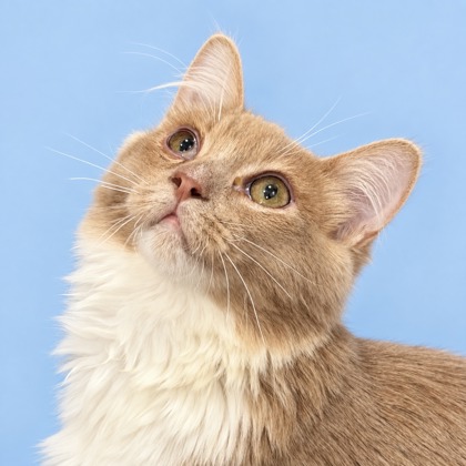 BUTTERSCOTCH - Domestic Shorthair / Mix available for adoption