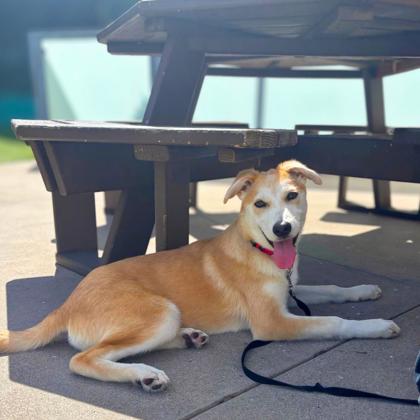 COSMO - Shepherd / Mix available for adoption