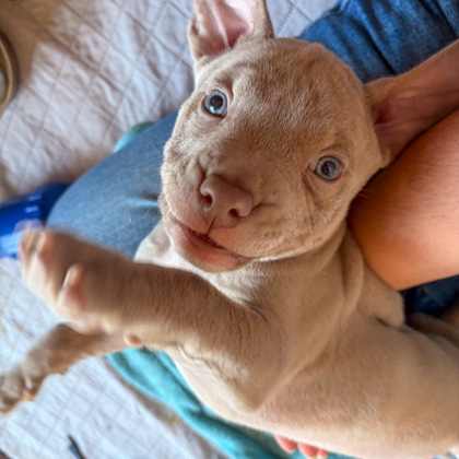 AIOLI - Pit Bull Terrier / Mix available for adoption