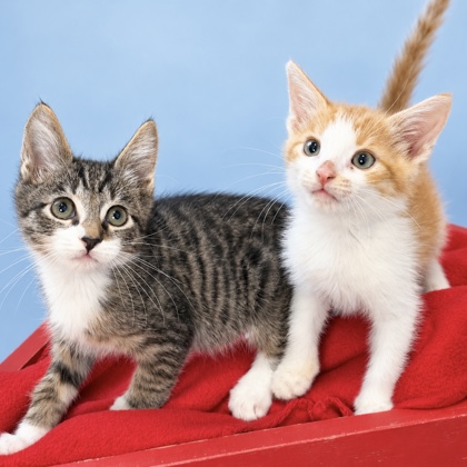 DITKA - Domestic Shorthair / Mix available for adoption