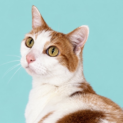 SAMSON - Domestic Shorthair / Mix available for adoption