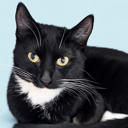 BERRY - Domestic Shorthair / Mix available for adoption