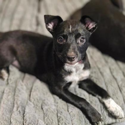 BLAIR - Short Coat Chihuahua / Mix available for adoption