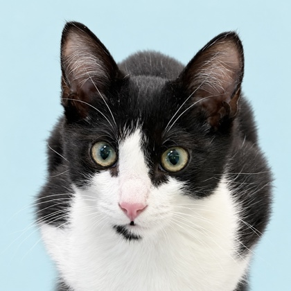 BANDICOOT - Domestic Shorthair / Mix available for adoption