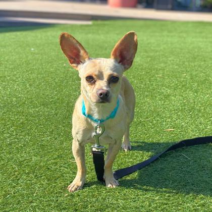 JAR JAR BINX - Short Coat Chihuahua / Mix available for adoption