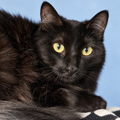 CAPRISUN - Domestic Shorthair / Mix available for adoption