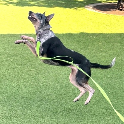 KITTY - Australian Cattle Dog / Mix available for adoption