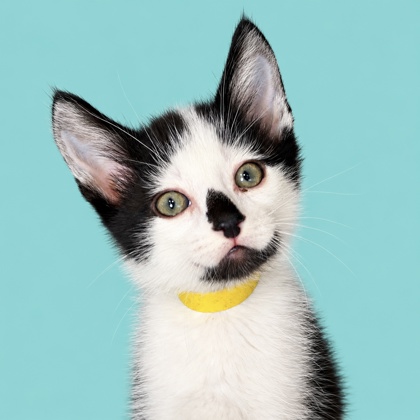 CLAUDE - Domestic Shorthair / Mix available for adoption