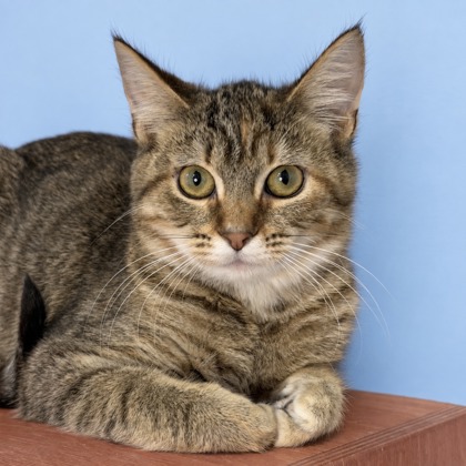 KYLIE - Domestic Shorthair / Mix available for adoption