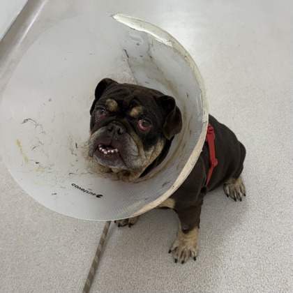 BAKED POTATO - English Bulldog / Mix available for adoption