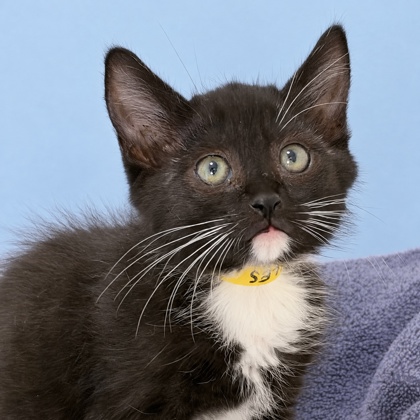 GILES - Domestic Shorthair / Mix available for adoption
