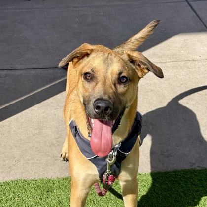 OSO - Shepherd / Mix available for adoption