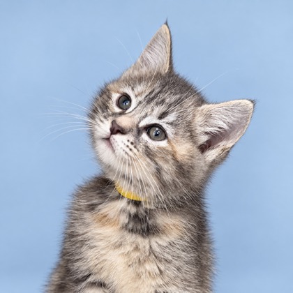 ARROW - Domestic Medium Hair / Mix available for adoption