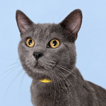 ASH - Domestic Shorthair / Mix available for adoption