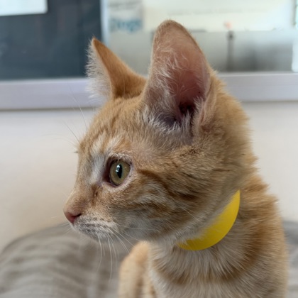 GOLDIE - Domestic Shorthair / Mix available for adoption
