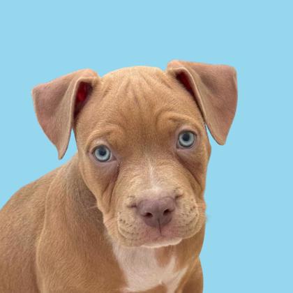 APPLE PIE - Pit Bull Terrier / Mix available for adoption