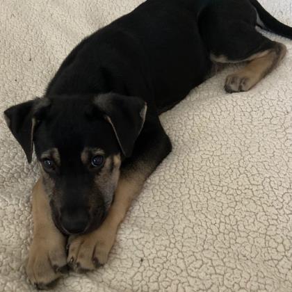 Adopt Buster Sf Spca