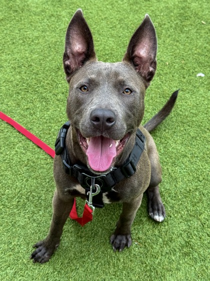 JIMBO - American Pit Bull Terrier / Mix available for adoption