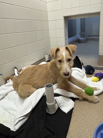 GOLDIE-LOCKS - Terrier / Mix available for adoption