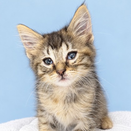DAWN - Domestic Longhair / Mix available for adoption